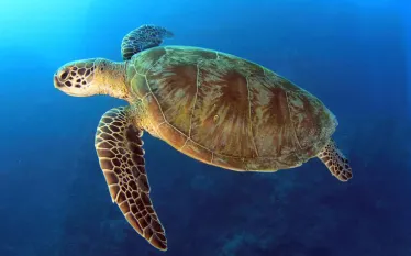 green-sea-turtle_australia_shutterstock.jpg.webp