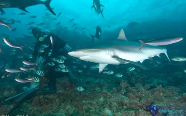 greyreef_maryomalley-  .jpg.webp