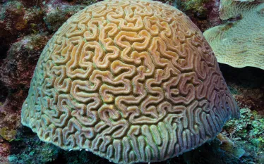 grooved-brain-coral.jpg.webp