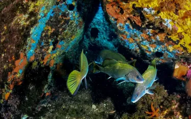 grottes-credit-lecques-aquanaut.png.webp