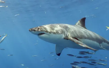 guadalupe-cage-diving-video-teaser.jpg.webp