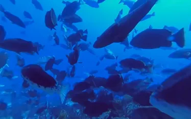 guy_harvey_grouper_spawning_teaser.jpg.webp