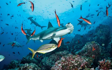 hammerhead-isla-cocos-damien-mauric.jpg.webp