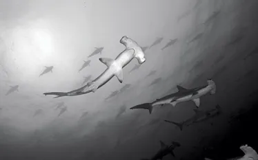 hammerheads.jpg.webp
