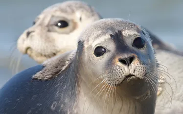 harbor-seals-smartphones.jpg.webp