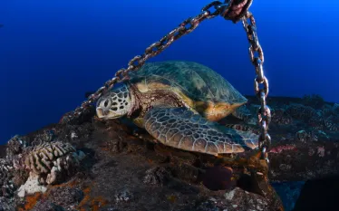 hawaiian_sea_turtle_by_jeff_mondle_teaser.jpg.webp