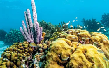 healthy-coral-reefs-bonaire-.jpg.webp