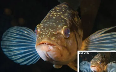 how-to-remove-backscatter-underwater-tutorial-photoshop.jpg.webp