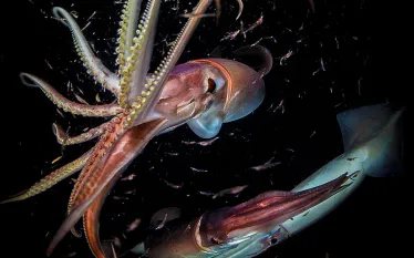 humboldt-squid-encounters-teaser.jpg.webp