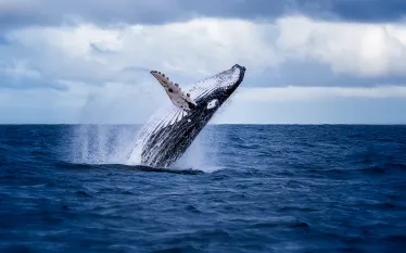 humpback-jumping-shutterstock-nico-faramaz.jpg.webp