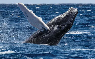 humpback-silver-bank.jpg.webp