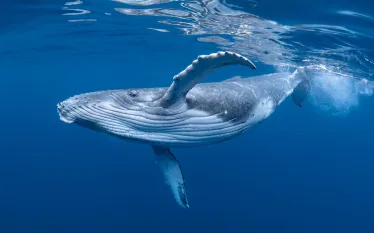 humpback-whale-shutterstock-craig-lambert-photography.jpg.webp