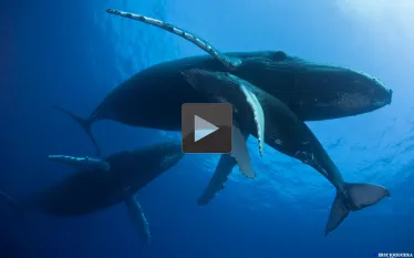 humpback-whales-familyx.jpg.webp
