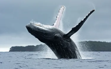 humpback_shutterstock_.jpg.webp