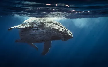 humpback_whale_shutterstock.jpg.webp