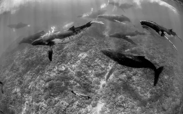 humpbackwhale-darrenjew.jpg.webp