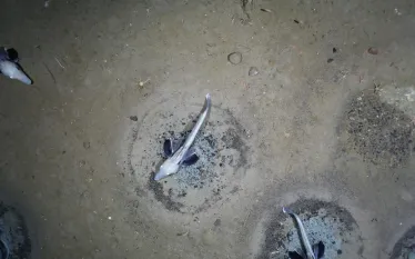 icefish-in-weddell-sea-x.jpeg.webp