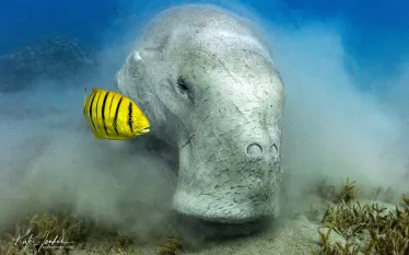 in_search_of_a_dugong_-_kate_jonker-_.png.webp