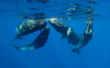indian-ocean-sperm-whales-shutterstock-wildestanimal.jpg.webp