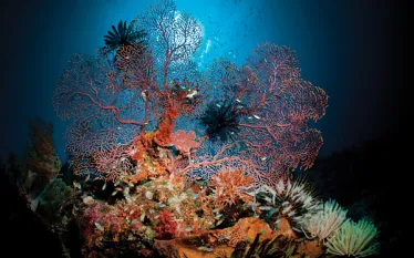 itw-banda-sea-sea-fan.jpg.webp