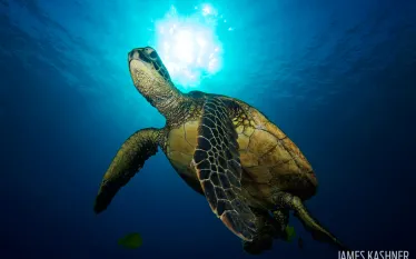 james_kashner_sea-turtle-photography.jpg.webp