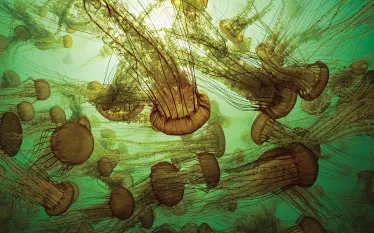 jellyfish-cali-brandon-cole.jpg.webp