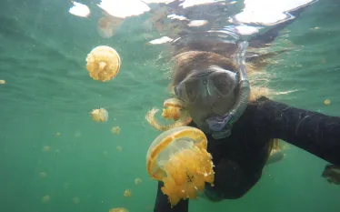 jellyfish-lake-indonesia.jpg.webp
