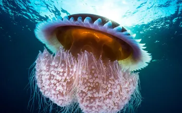 jellyfish-underwater-poisonous-mushroom-photo-contest-janjarasskuljpg.jpg.webp