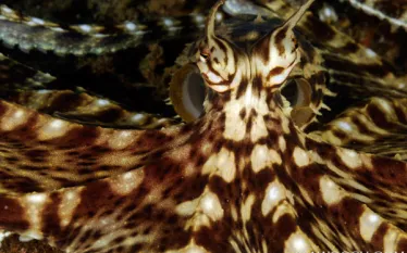 judyg.komodo..jpg.webp