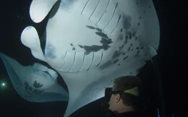 keller_laros_and_manta_ray_-_jacks_diving_locker.jpg.webp
