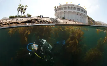 kelp_abi-smigel-mullins.gif.webp