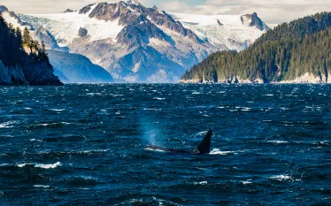 kenai-fjords-national-park-shuttestock-troutnut.jpg.webp