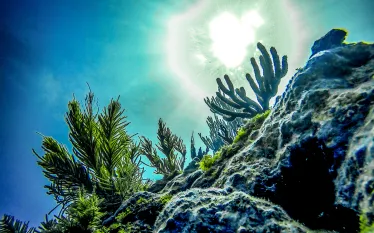 key-largo-reef-credit-shutterstock-kyle-m-price.png.webp