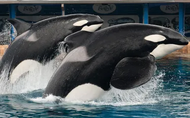 killer-whales-.jpg.webp