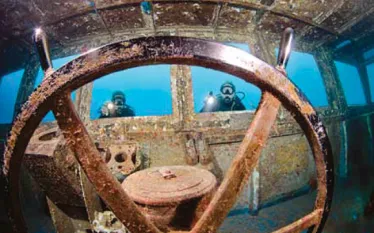 kittiwake_.jpg.webp