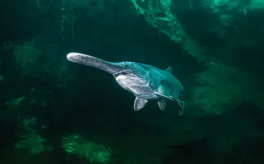knoxville-diving.jpg.webp