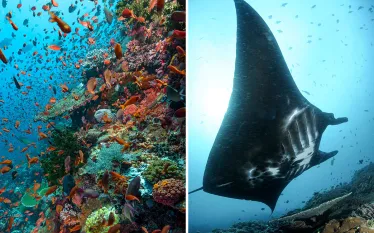 komodo-reef-manta-fabien-michenet-beth-watson.jpg.webp