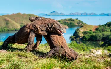 komodo.scubadivingmagazine.may.jpg.webp