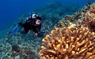 kona-scuba-diving_shutterstock.jpg.webp