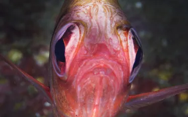 kona.jpg.webp