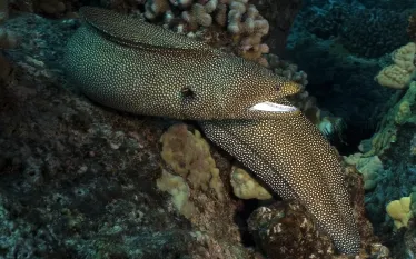 kona_honu_pyramid_pinnacles_spotted_moray.jpg.webp