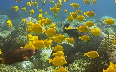 konahonu.jpeg.webp