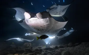 lauren_-_mantas_night.jpg.webp