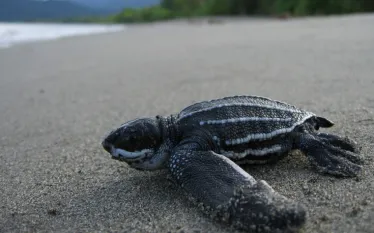 leatherback-sea-turtle-noaa-scott_benson.jpg.webp