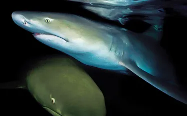 lemon_sharks_encounters_david_hall_scd_.jpg.webp