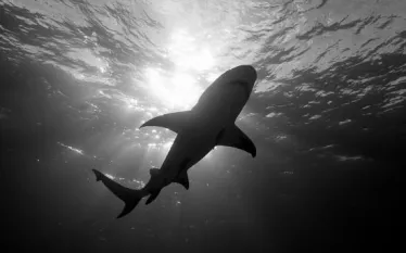 lemonshark_terrygoss_tigerbeachbahamas.jpg.webp