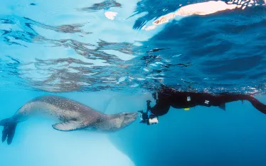 leopard-seal-behind-the-shot-scu.jpg.webp