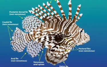 lionfish.jpg.webp