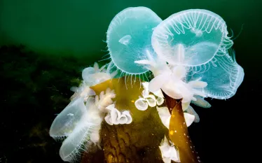 lions-main-nudibranch-patrick-webster.jpg.webp