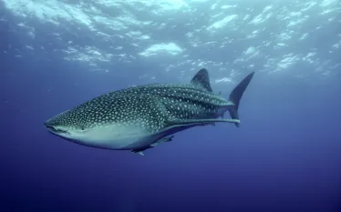 little_whale_shark-.jpg.webp